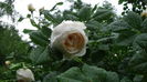 DSC04434