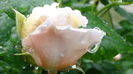 DSC04436