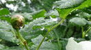 DSC04437