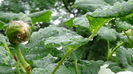 DSC04438