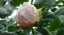 DSC04439