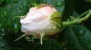 DSC04441