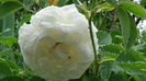 DSC04447