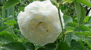 DSC04449