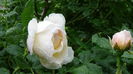 DSC04451