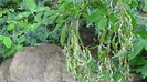 DSC04463