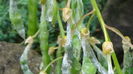 DSC04464