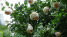 DSC04495