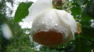 DSC04498