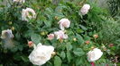 DSC04509