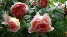 DSC04511