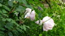 DSC04525
