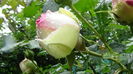 DSC04529