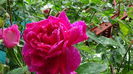 DSC04531