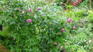DSC04545