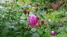 DSC04546