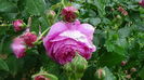 DSC04550