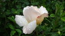 DSC04557
