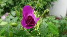 DSC04560