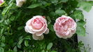 DSC04561