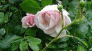 DSC04562