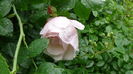 DSC04563