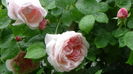 DSC04564