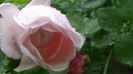 DSC04566