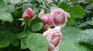 DSC04568