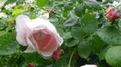 DSC04569