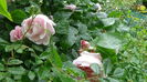 DSC04571