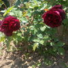 IMG_20160522_141058