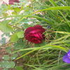 IMG_20160525_173521
