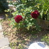 IMG_20160522_141047