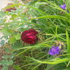 IMG_20160525_173525