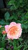 Bordure Apricot