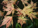 Acer palmatum Ariadne (2016, April 13)