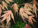 Acer palmatum Ariadne (2016, April 13)