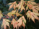 Acer palmatum Ariadne (2016, April 13)