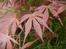 Acer palmatum Bloodgood (2016, Apr.14)