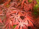 Acer palmatum Bloodgood (2016, Apr.24)