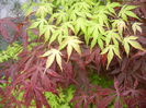 Acer Bloodgood & Katsura (2016, Apr.24)