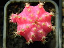 Gymno roz-altoit pe Hylocereus