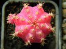 Gymno roz-altoit pe Hylocereus