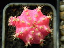 Gymno roz-altoit pe Hylocereus