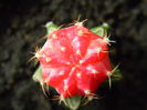 Gymno rosu-altoit pe Myrtillocactus