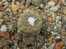 Copiapoa hypogaea