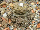 Copiapoa hypogaea