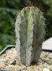 Polaskia chichipe