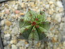 Polaskia chichipe